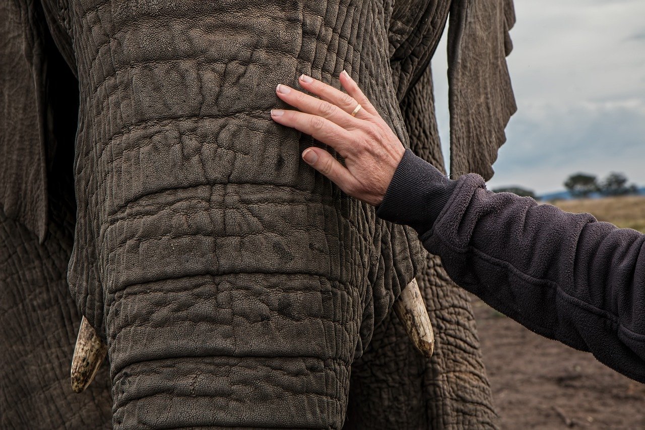 AI in Combating Poaching (image credits: pixabay)