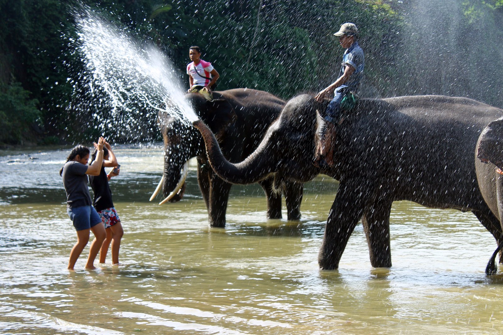Improving Human-Elephant Coexistence (image credits: wikimedia)