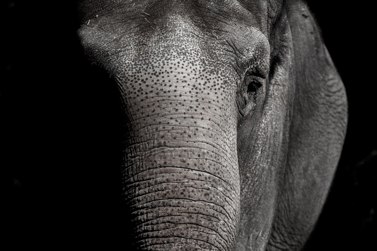 AI in Habitat Restoration (image credits: pixabay)