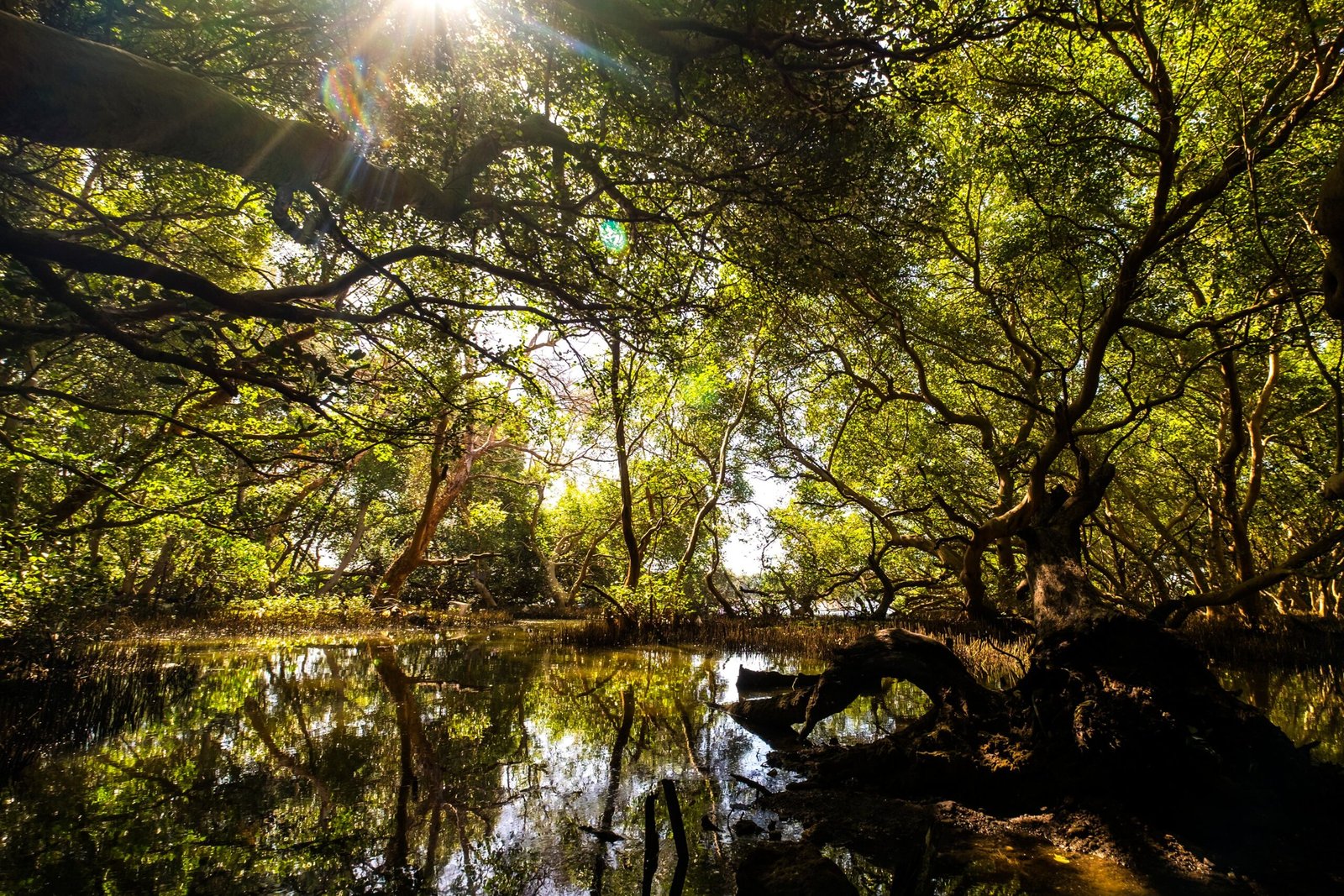 The Mangrove Comeback: Why Coastal Roots Could Be Our Best Climate Defenders