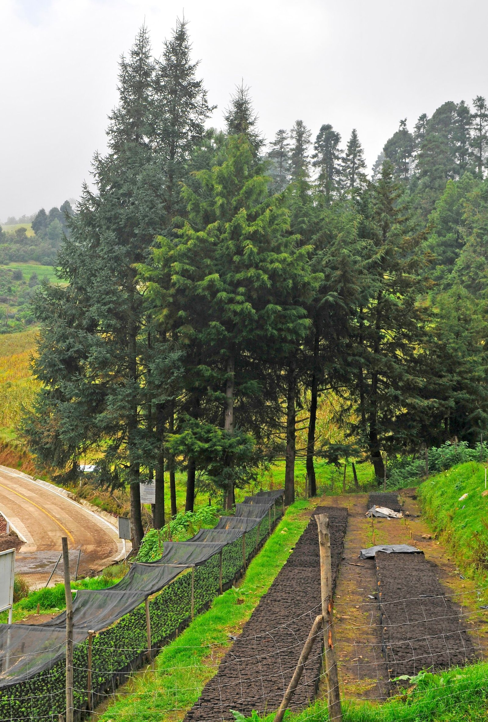 Innovative Approaches to Reforestation in Mexico
