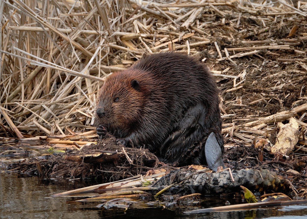 How a Colony of Beavers Built a Dam Faster Than the Government