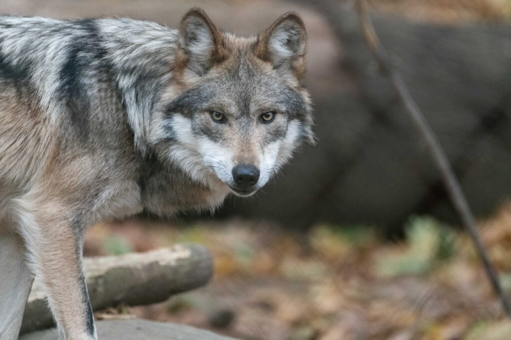 The History of the Mexican Gray Wolf