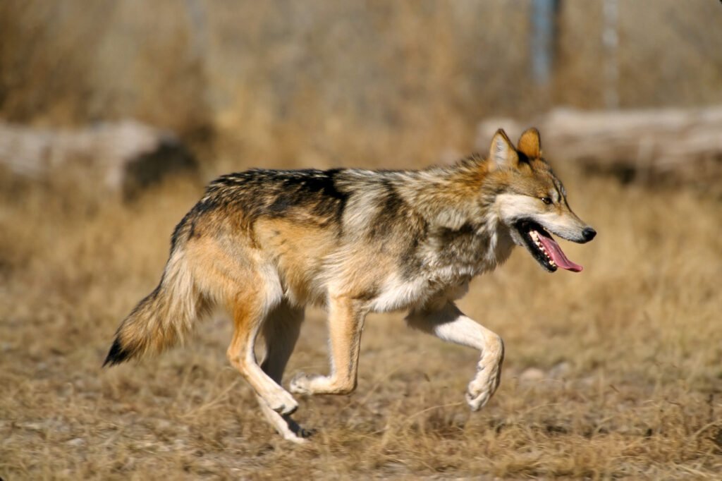 Challenges Facing Mexican Gray Wolves