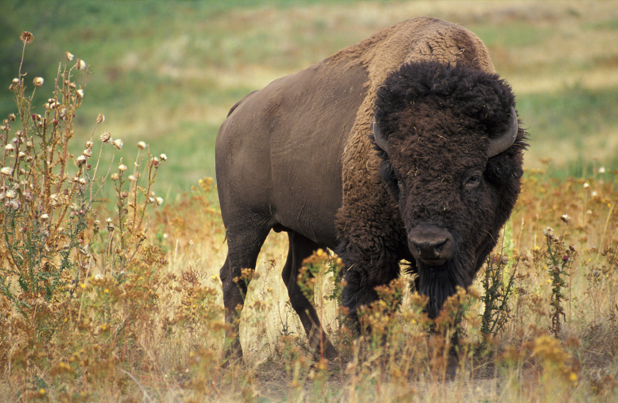 How the Buffalo Was Erased From the Plains—and Is Now Returning