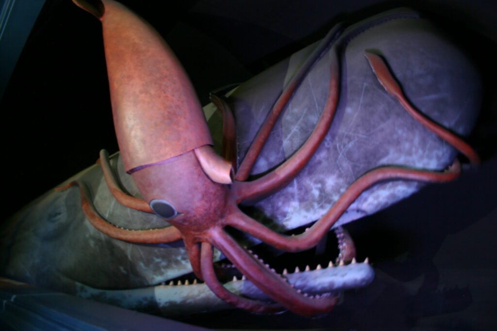 The Elusiveness of the Giant Squid