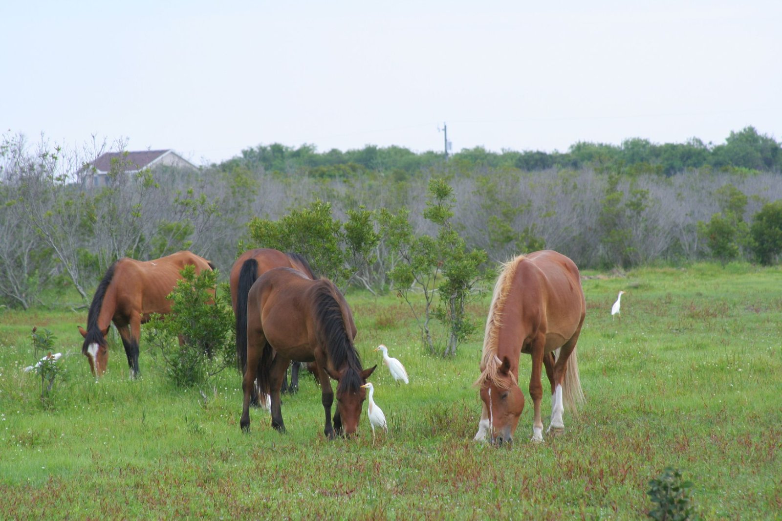 The Mysterious Origins of Outer Banks Horses (image credits: wikimedia)
