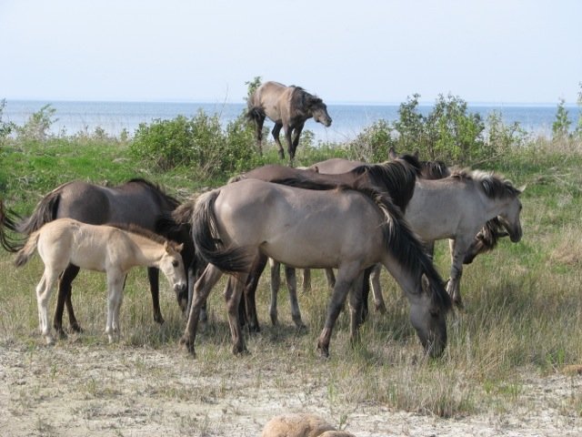 The Role of Genetics in Survival (image credits: wikimedia)