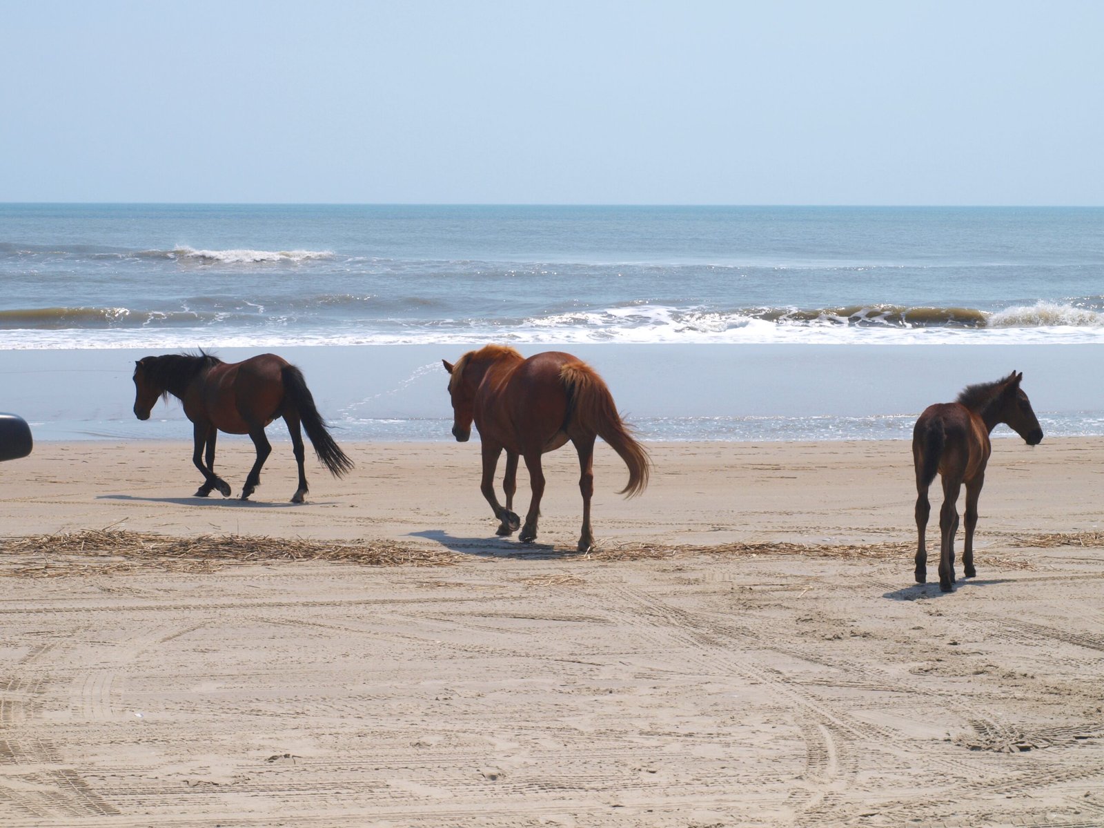 Natural Predators and Threats (image credits: wikimedia)