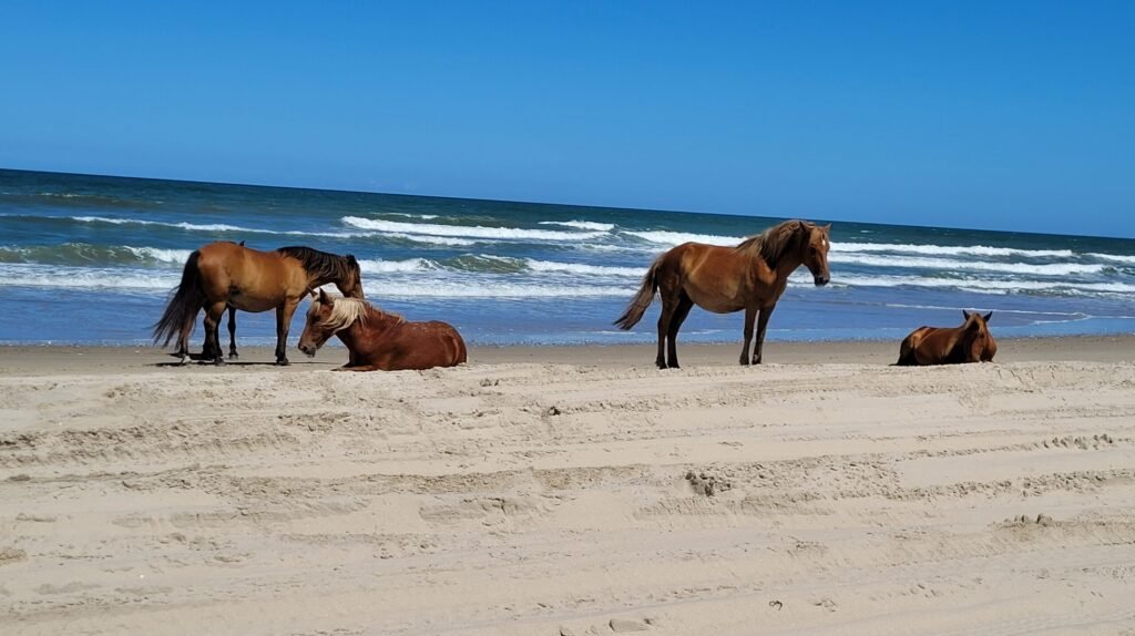 The Cultural Significance of Wild Horses