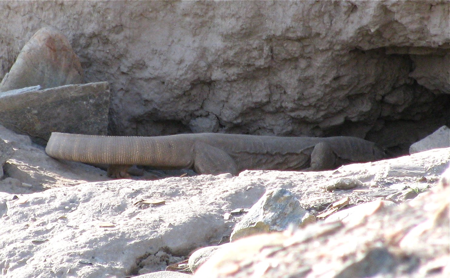 Two-Tailed Wonders: How Do They Happen? (image credits: wikimedia)