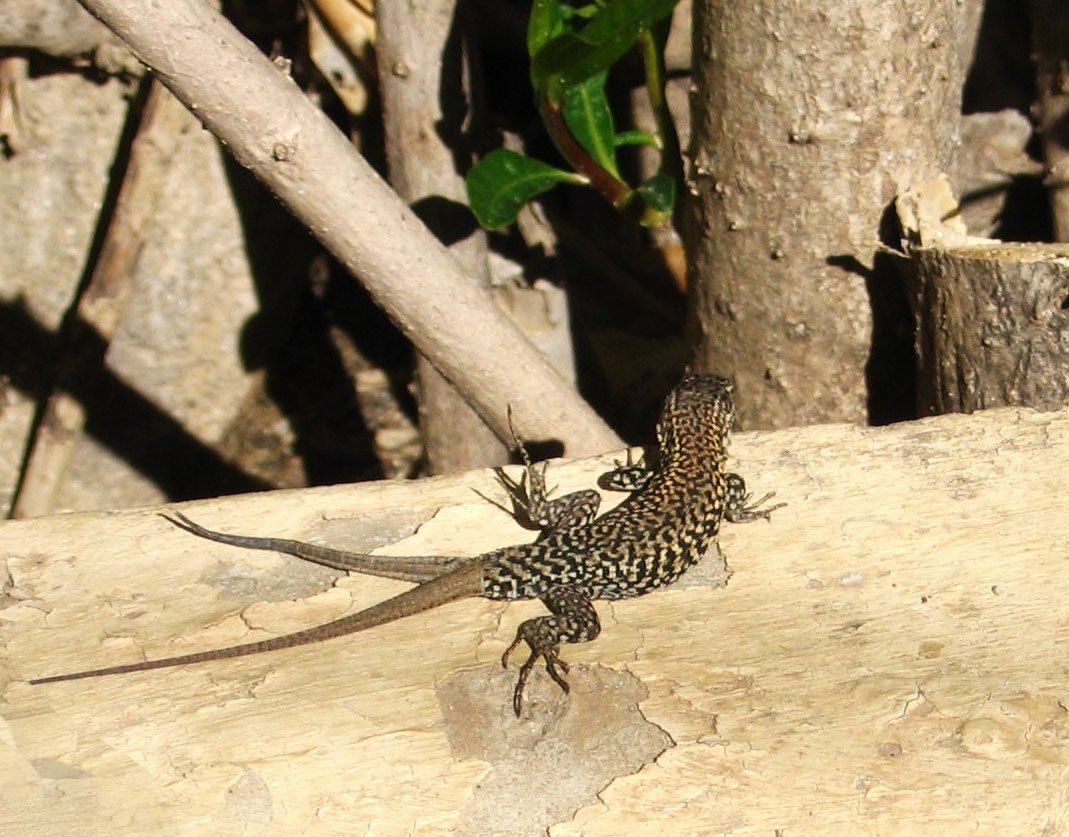 The Science Behind Tail Regeneration (image credits: wikimedia)