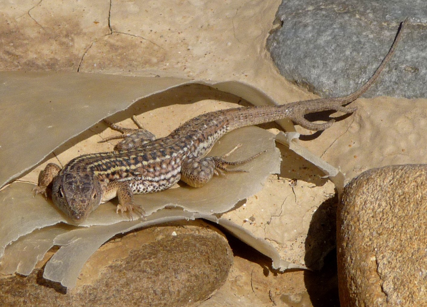Evolutionary Insights from Two-Tailed Lizards (image credits: wikimedia)