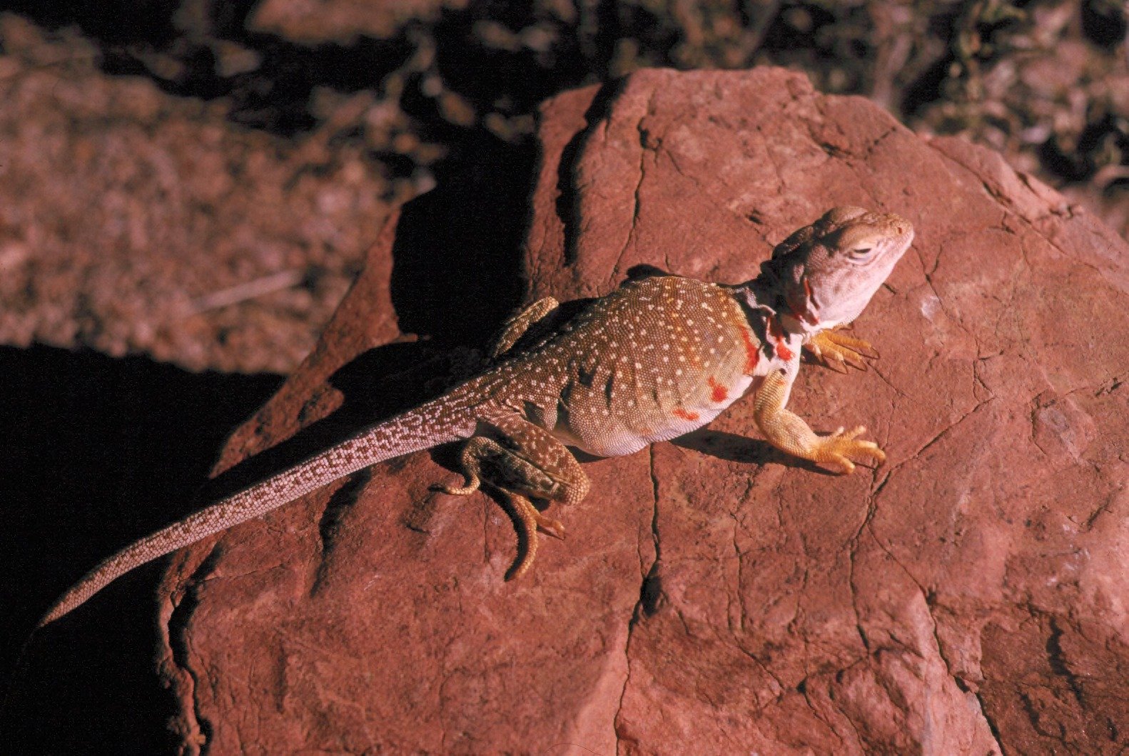 The Role of Environment in Regeneration (image credits: wikimedia)