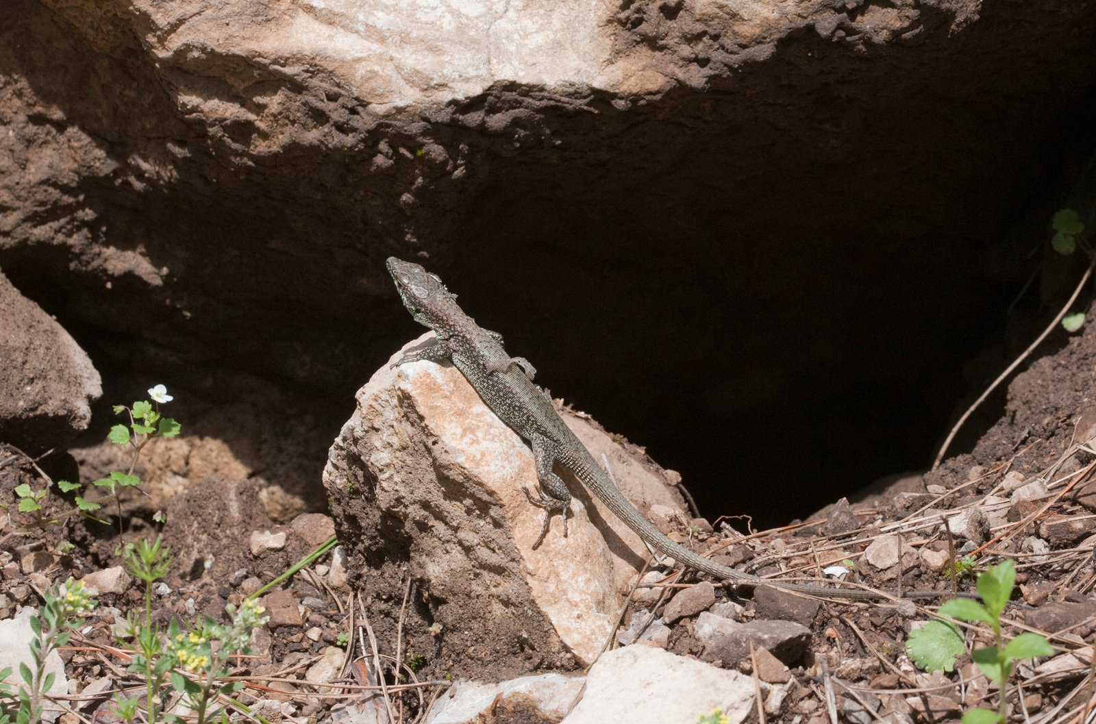 The Future of Regenerative Research (image credits: wikimedia)