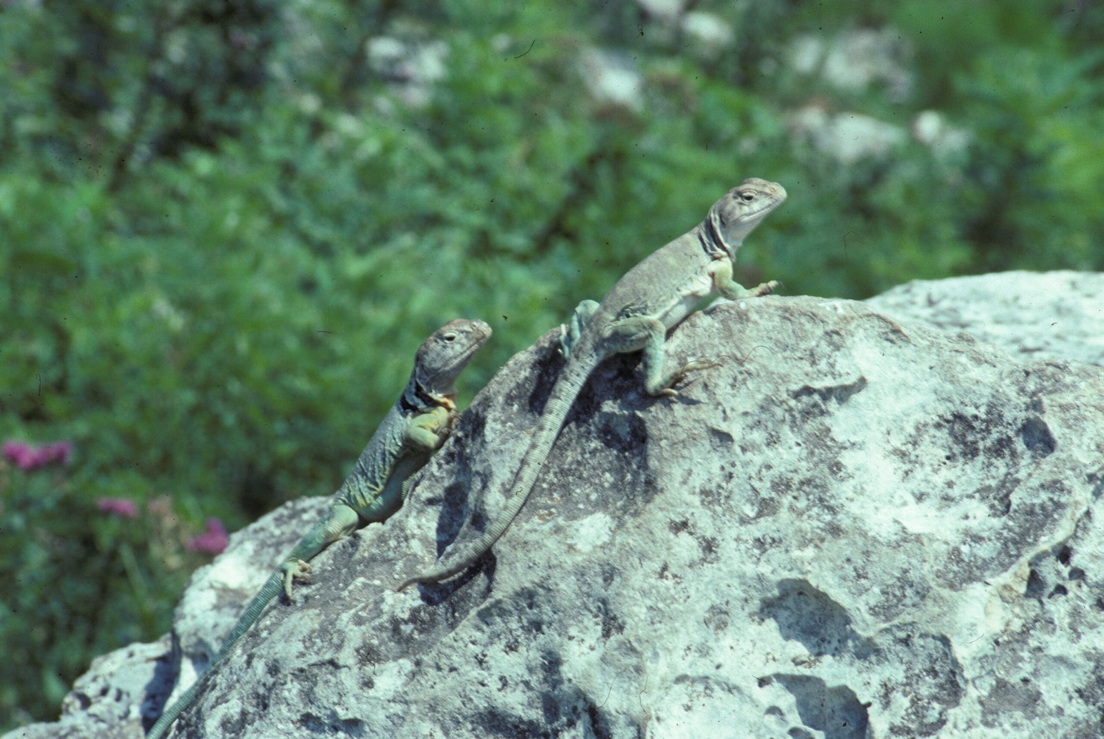 Real-Life Encounters with Two-Tailed Lizards (image credits: wikimedia)