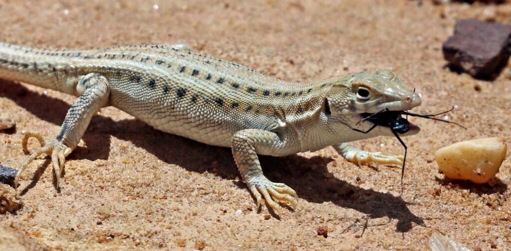 The Lizard That Grows a New Head (Well, Sort of): The Weird Case of Two-Tailed Lizards