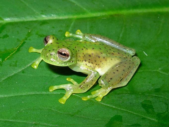 Conclusion: The Enduring Mystery of Glass Frogs (image credits: wikimedia)