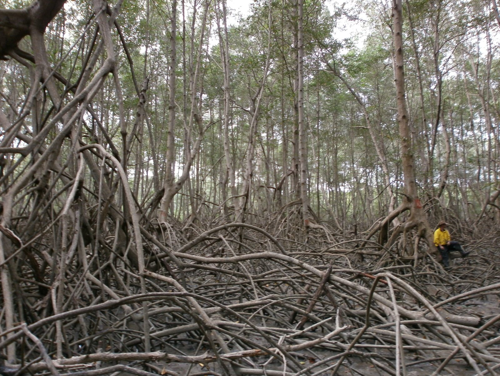 Carbon Storage Champions (image credits: wikimedia)