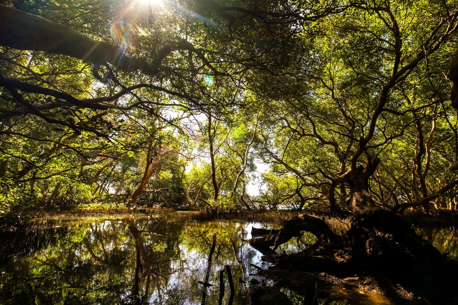 Threats to Mangrove Ecosystems (image credits: wikimedia)