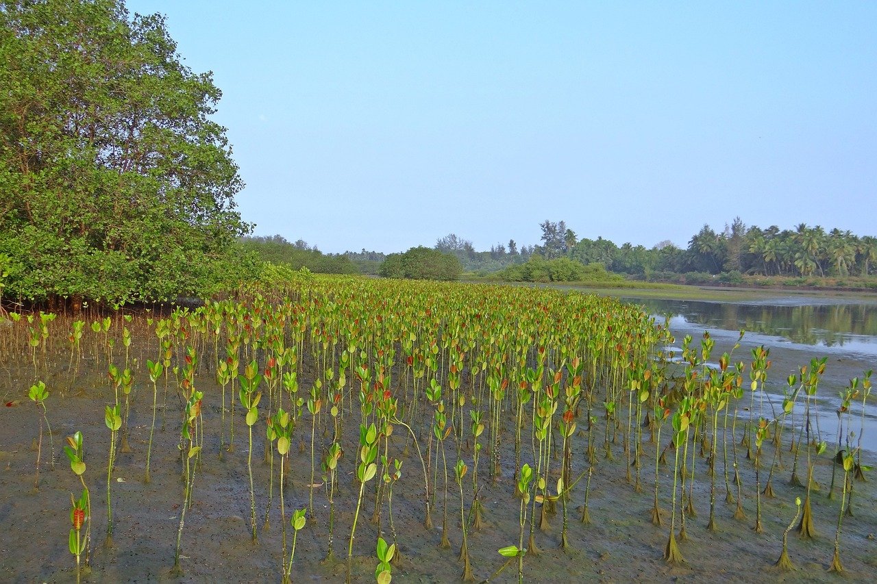 Conservation Efforts and Restoration (image credits: pixabay)