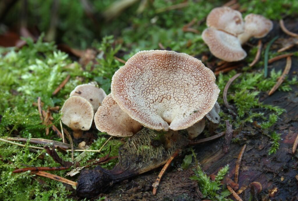 Challenges in Studying Bioluminescent Fungi
