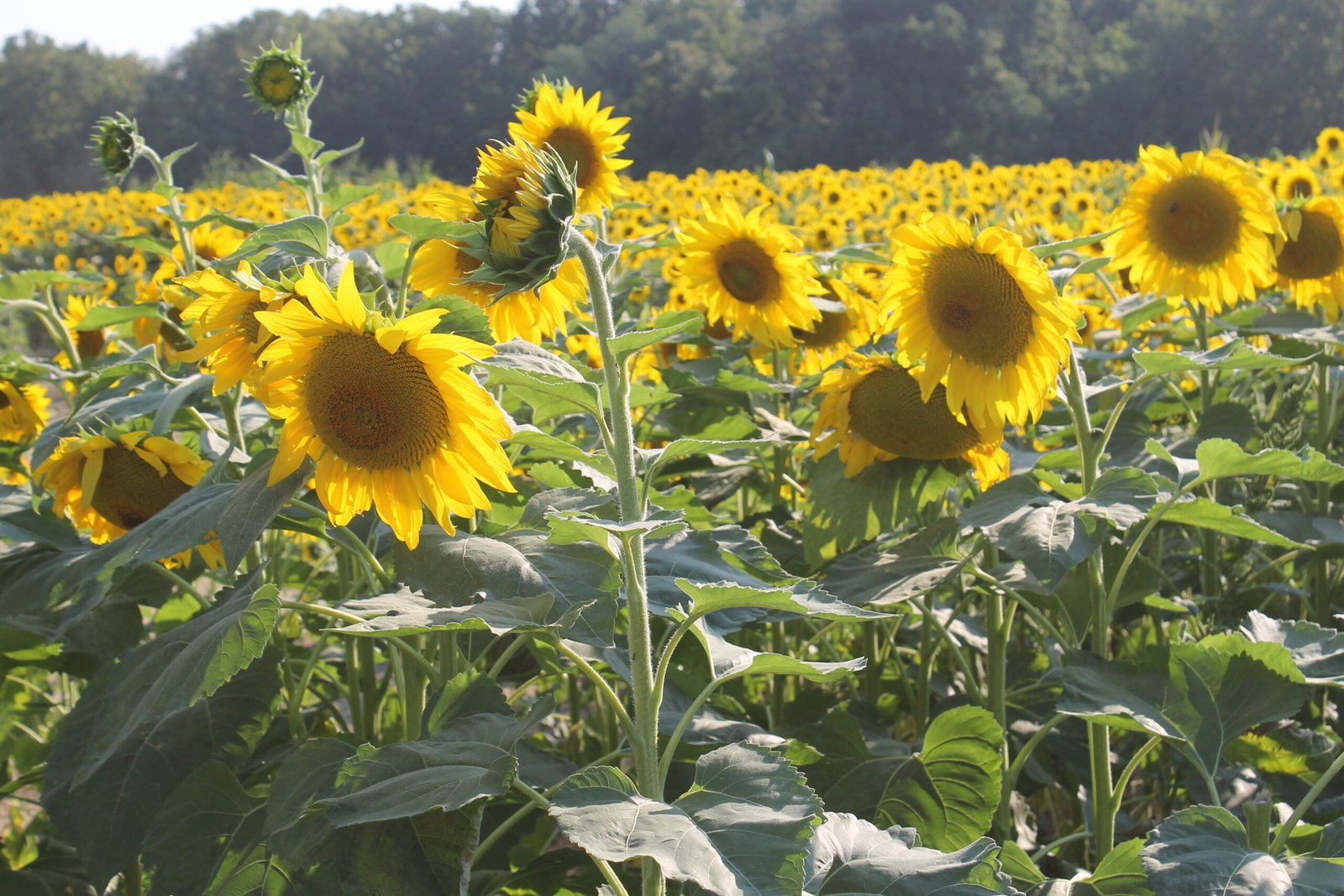 A Peek into the Mechanisms (image credits: wikimedia)