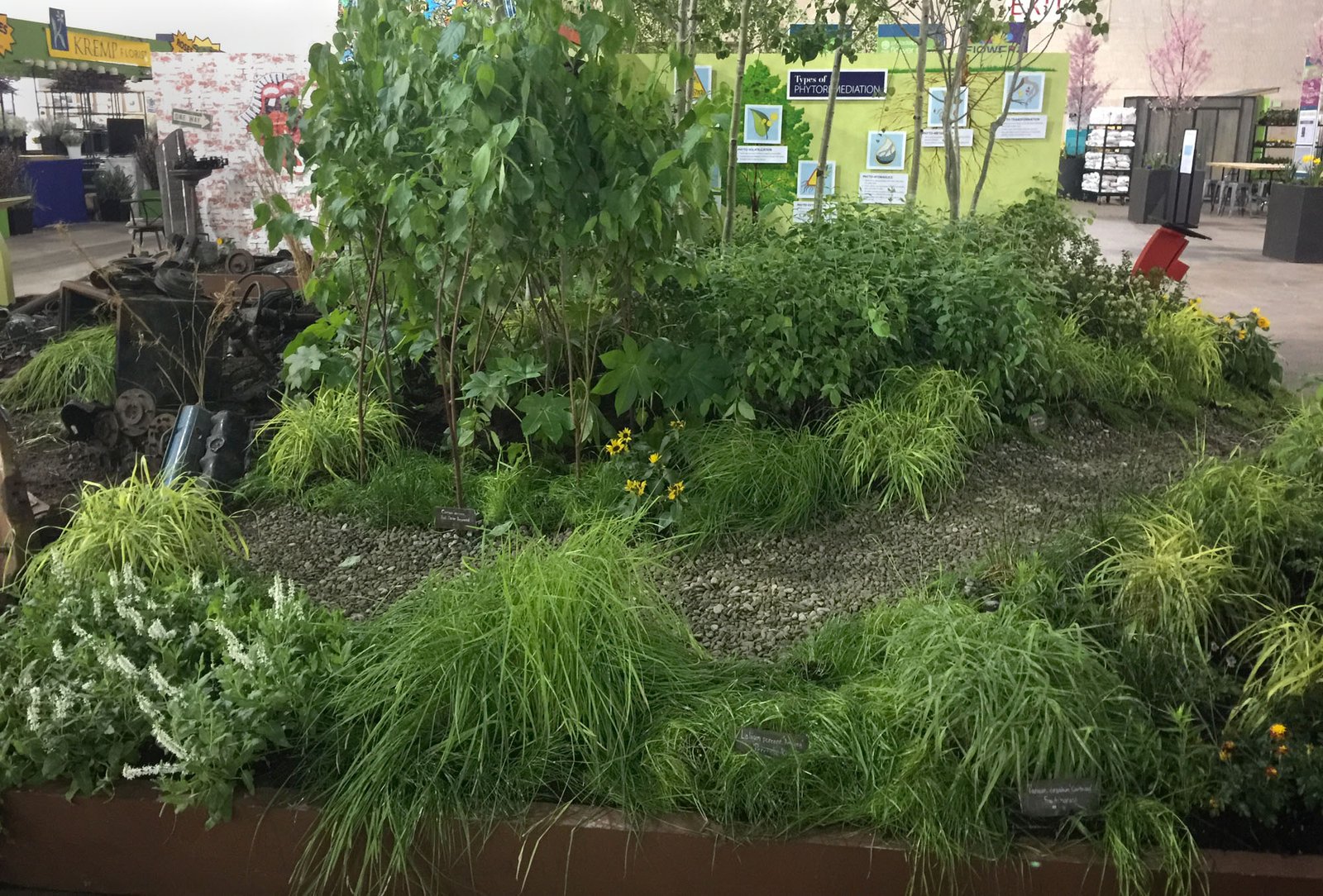 Nature's Cleanup Crew: Phytoremediation (image credits: wikimedia)