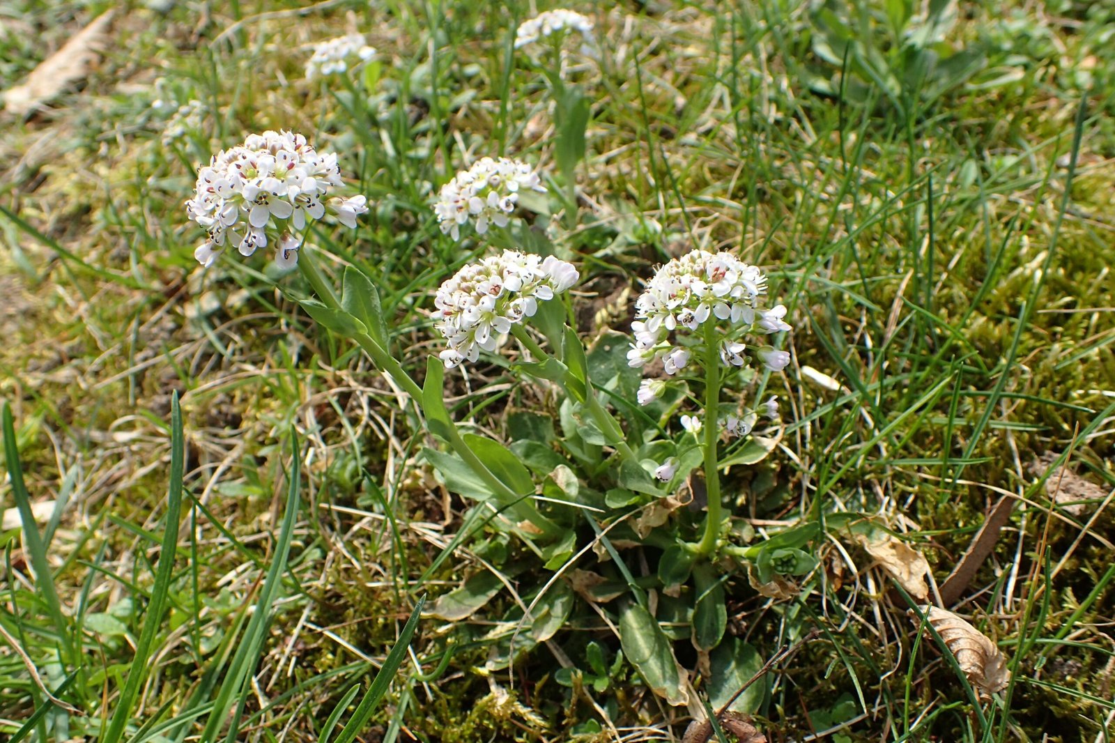 Real-World Marvels: Examples of Metal-Eating Plants (image credits: wikimedia)