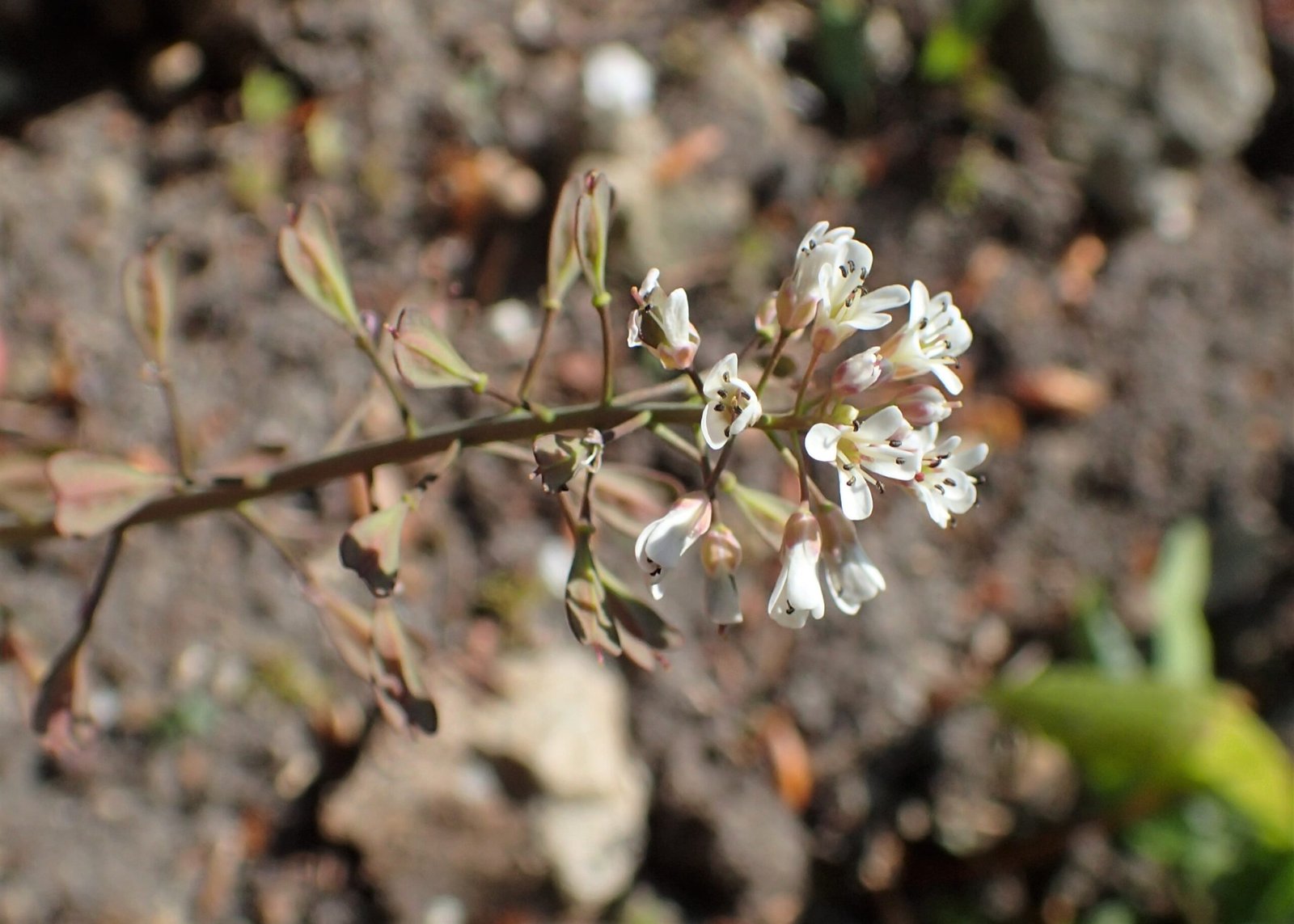 Beyond Survival: The Benefits of Metal Accumulation (image credits: wikimedia)