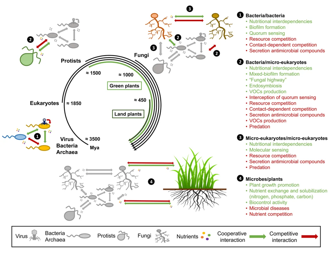 A Glimpse into Evolutionary Adaptation (image credits: wikimedia)