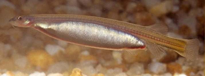 Anatomy of the Candiru Fish (image credits: wikimedia)