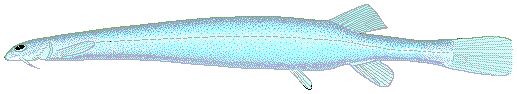 The Blood Detection Mechanism (image credits: wikimedia)