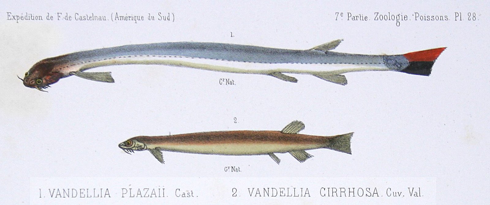 A Day in the Life of a Candiru (image credits: wikimedia)