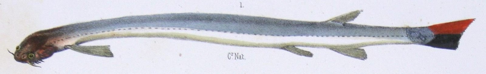 Scientific Studies and Discoveries (image credits: wikimedia)
