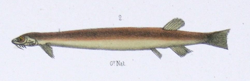 Environmental Role of the Candiru (image credits: wikimedia)