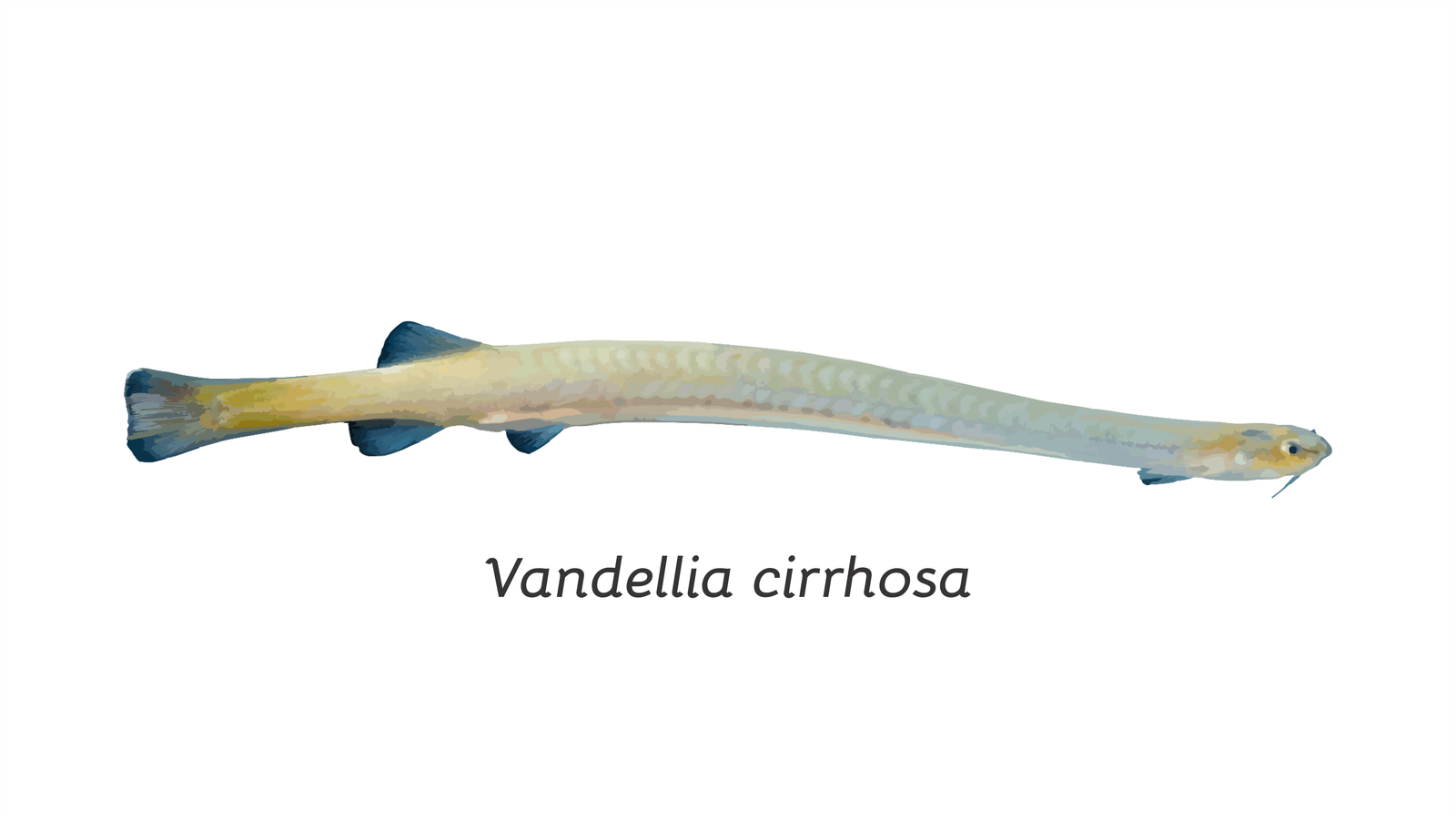 The Future of the Candiru Fish (image credits: wikimedia)