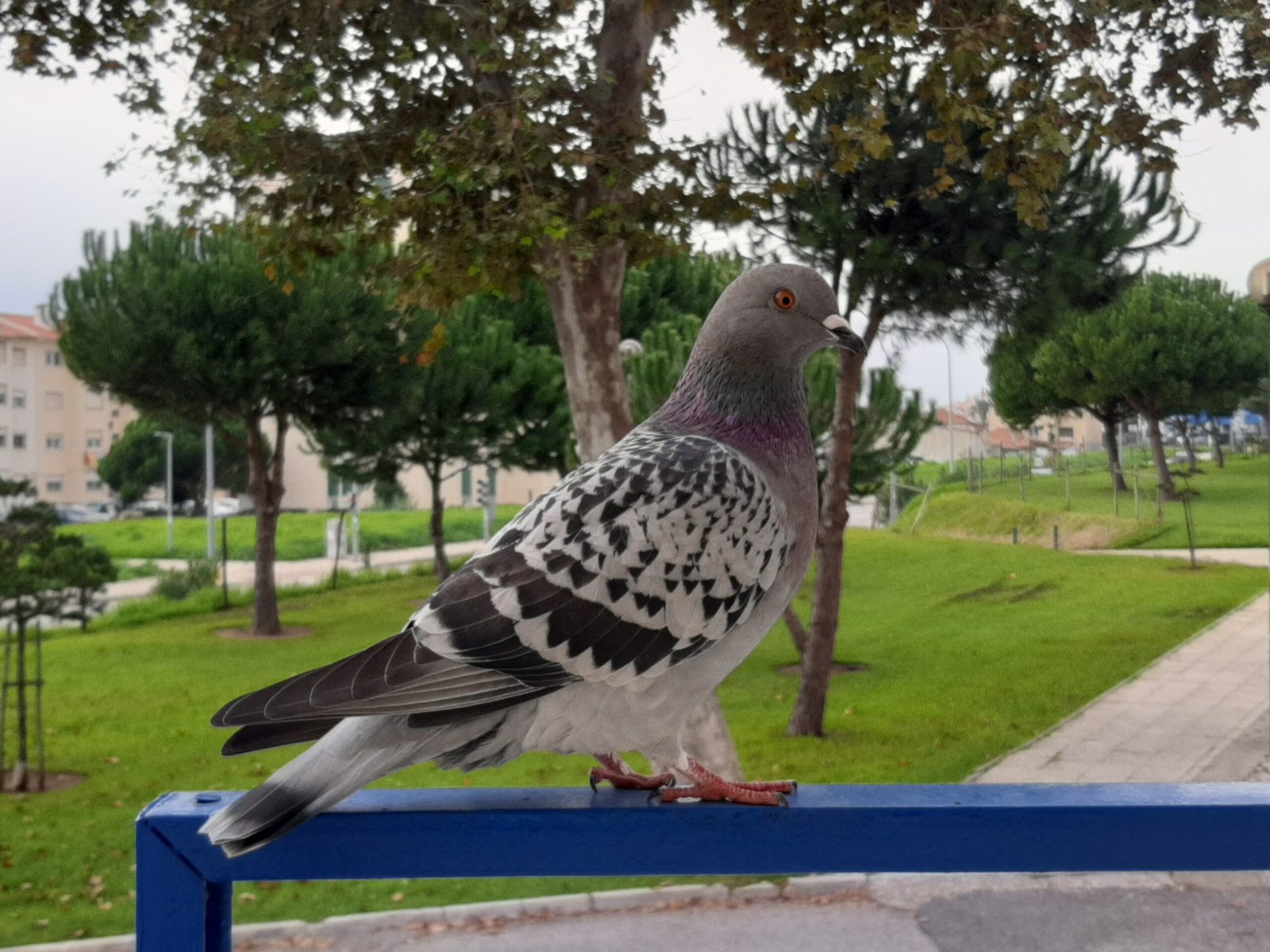 The Science Behind Homing Pigeons (image credits: wikimedia)