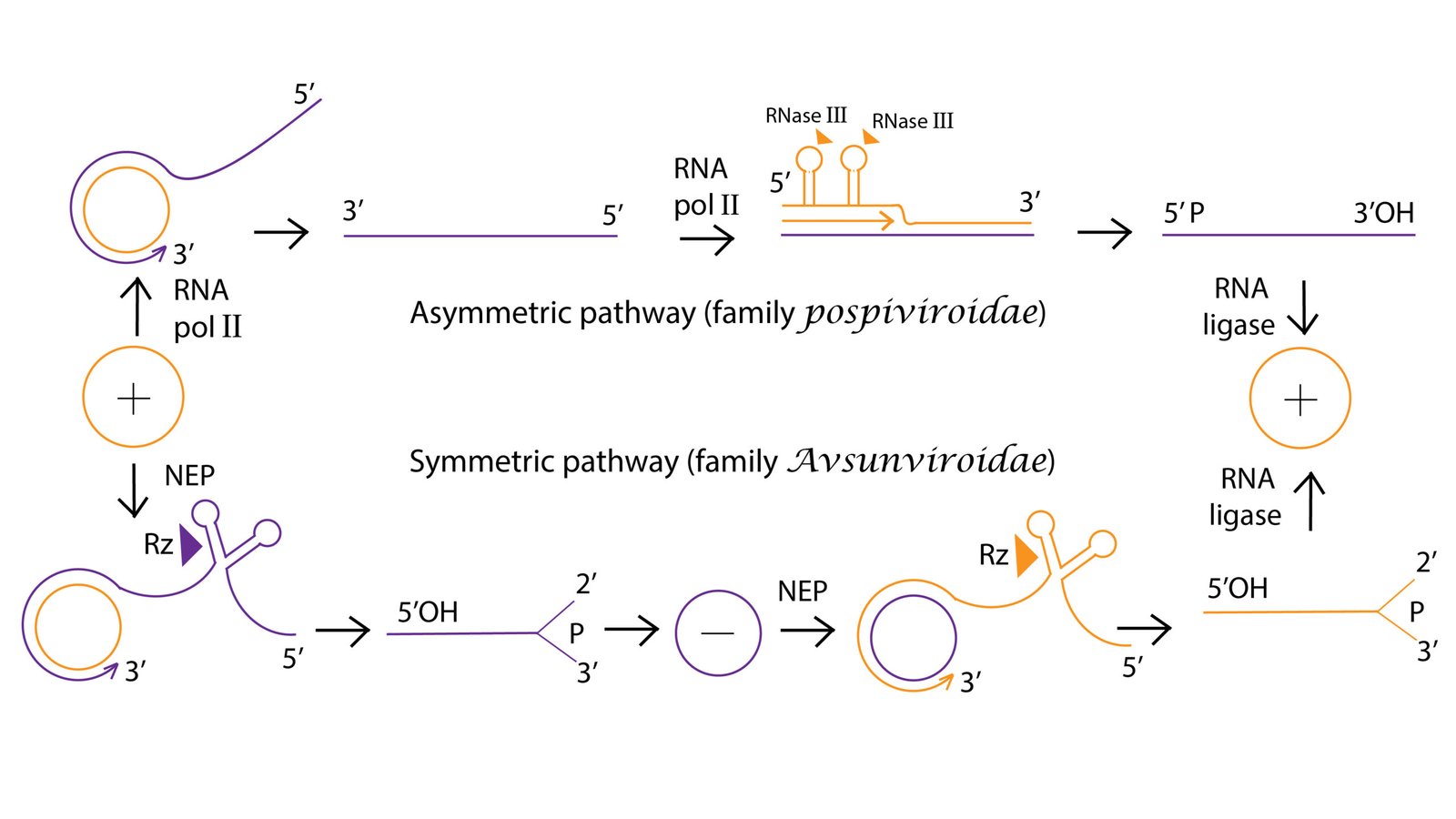 RNA World Hypothesis: The First Code (image credits: wikimedia)
