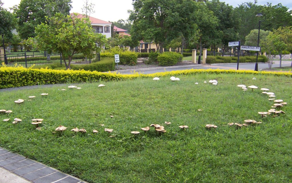 The Intriguing Appearance of Fairy Circles