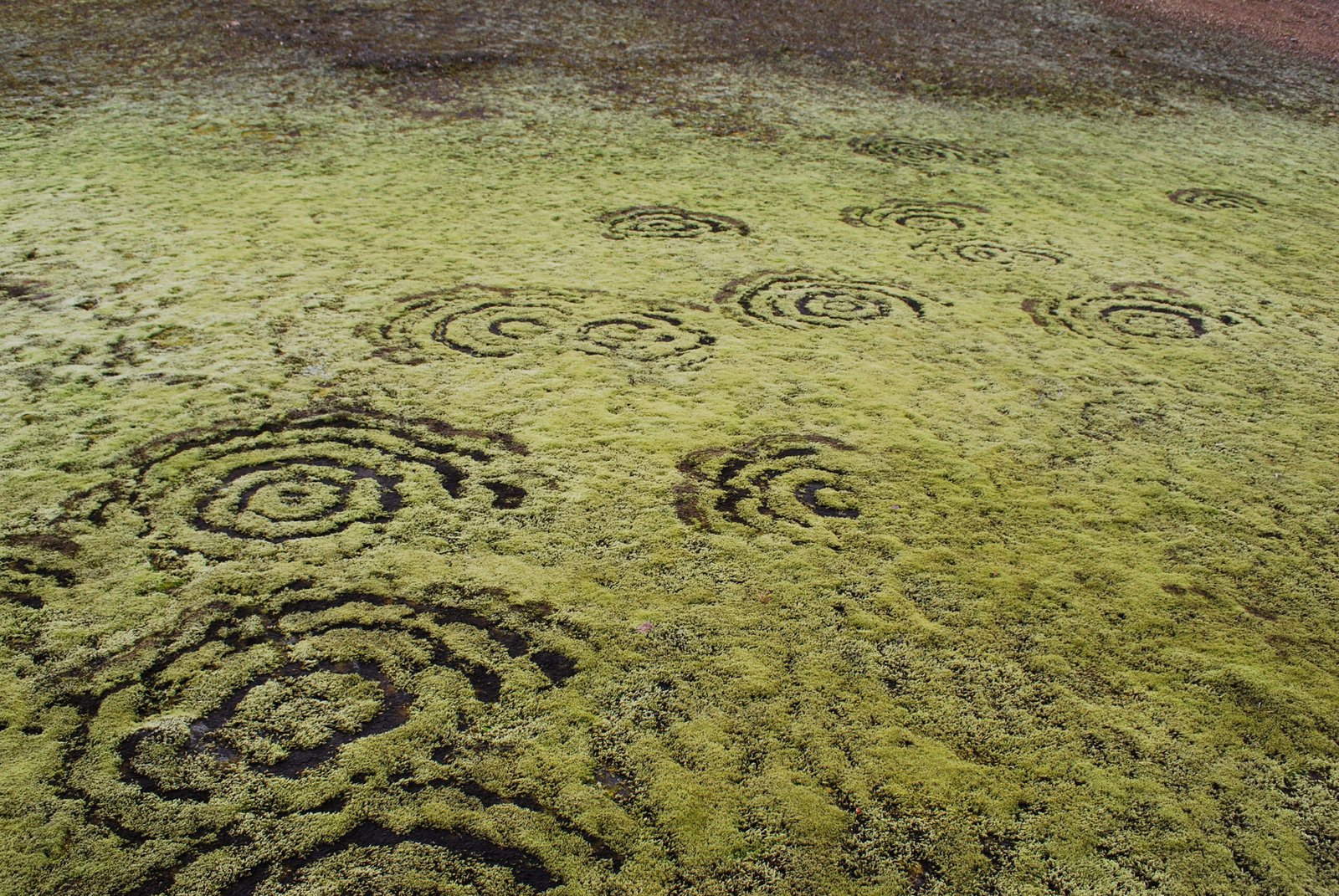 Where Fairy Circles Are Found (image credits: wikimedia)