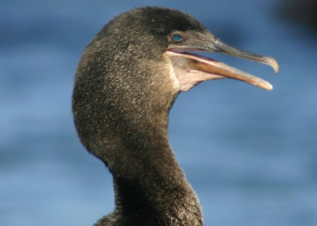 Social Structures and Flightlessness