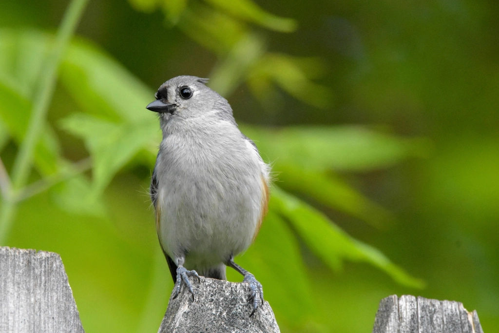 The Role of Communication in Bird Farming (image credits: rawpixel)