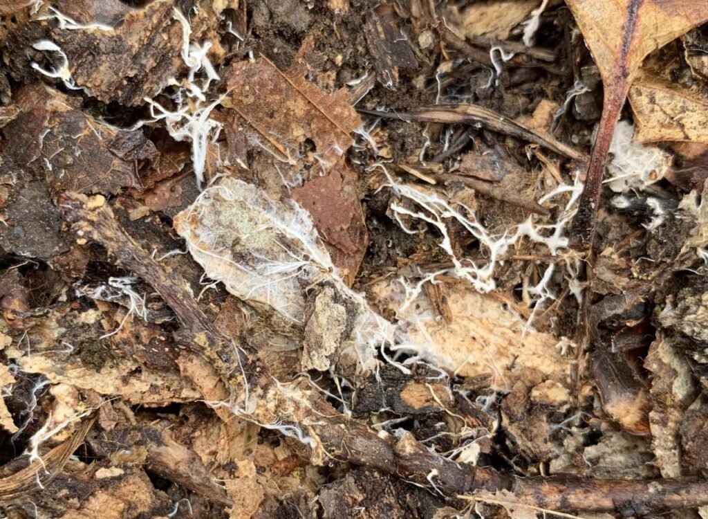 The Symbiotic Relationship