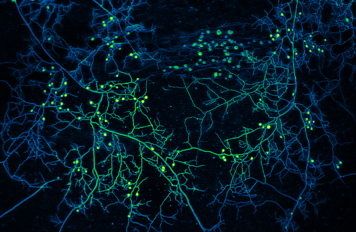 Fungal Networks Facilitate Communication