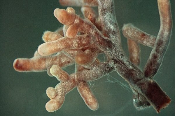 Enhancing Soil Structure