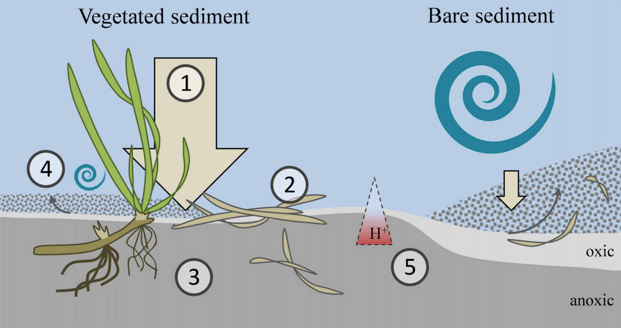 Carbon Sequestration and Climate Change (image credits: wikimedia)
