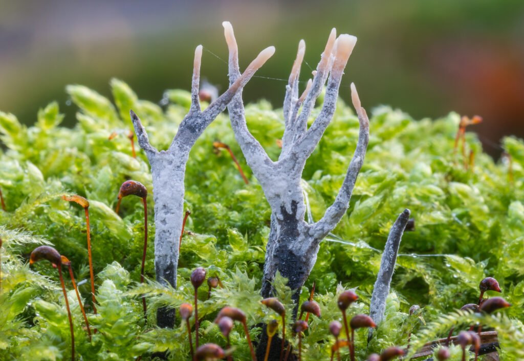 Supporting Biodiversity