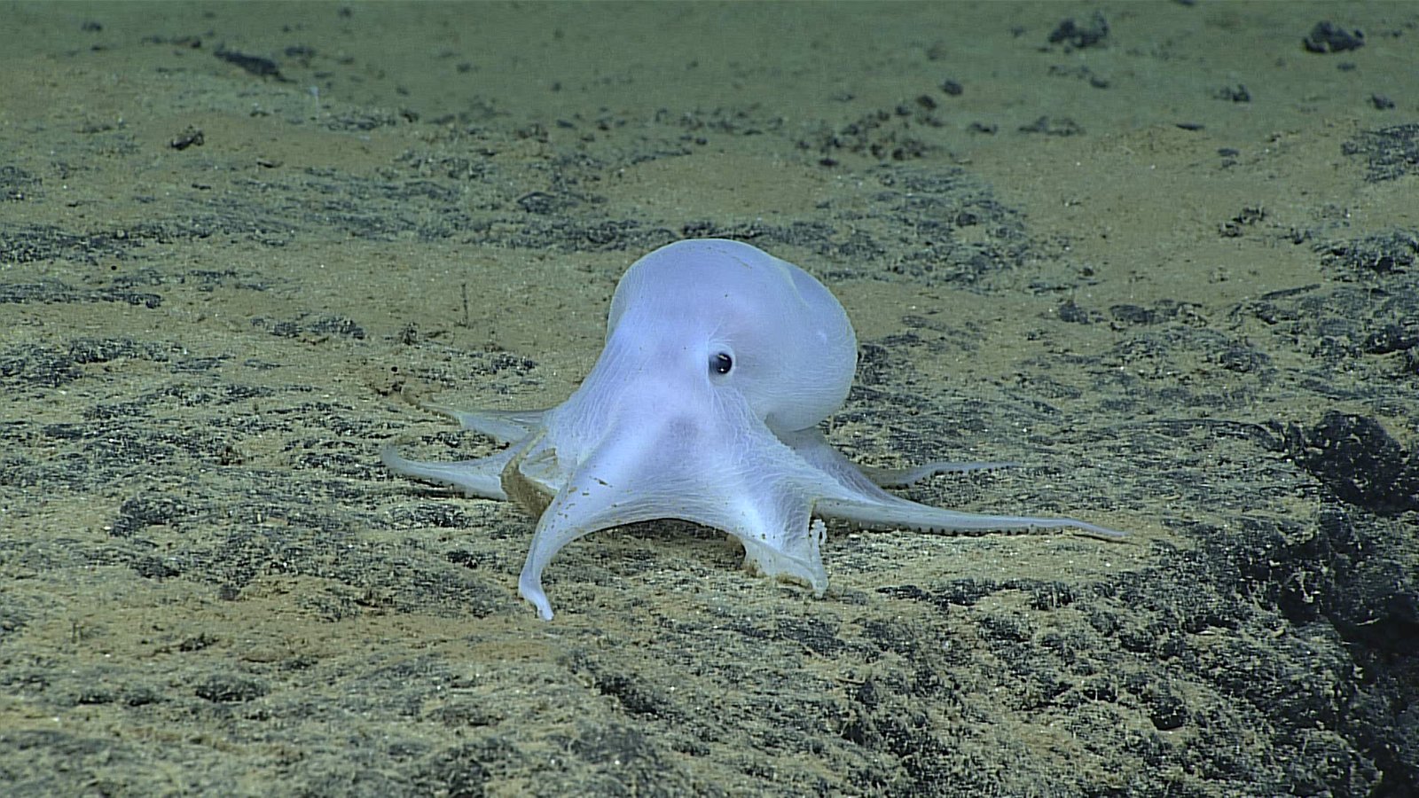 The Future of Ocean Exploration with Animal Companions (image credits: wikimedia)