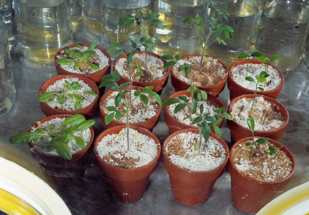 The Science Behind Lunar Influence on Plants